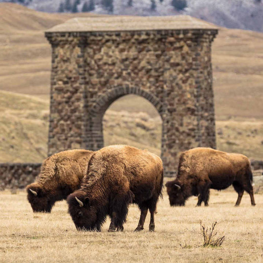In Yellowstone, Migratory Bison Reawaken a Landscape