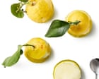 How to make lemon sorbet – recipe | Felicity Cloake's Masterclass