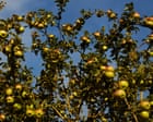 Less of your sauce: savoury recipe ideas for surplus apples | Kitchen Aide