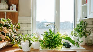 Repel Bugs Without The Toxic Sprays With These 6 Houseplants