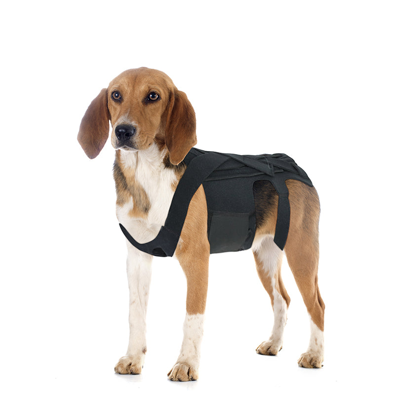 Dog Back Brace for IVDD, Arthritis & Recovery by Anti Spier