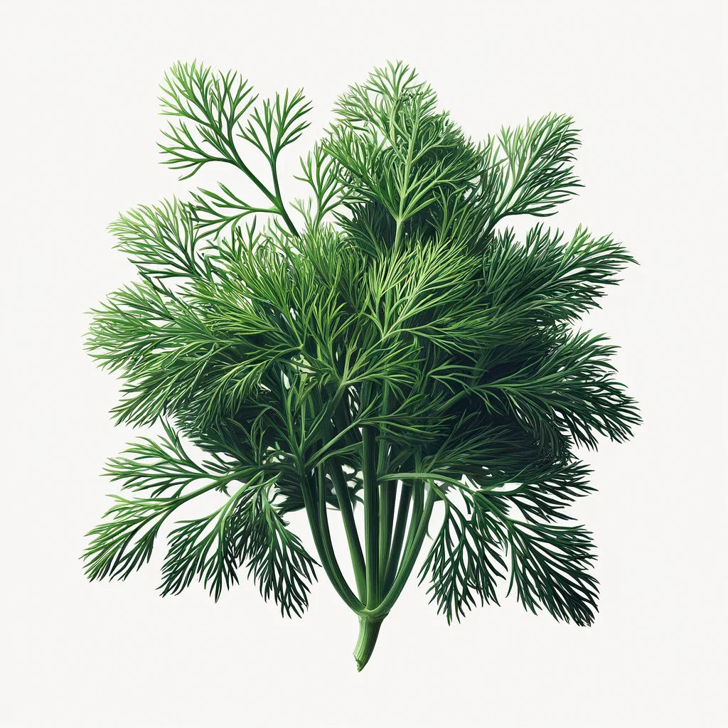 Dill (Ella) (4x)