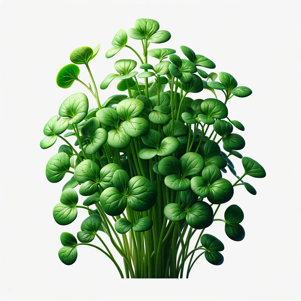 Watercress (4x)