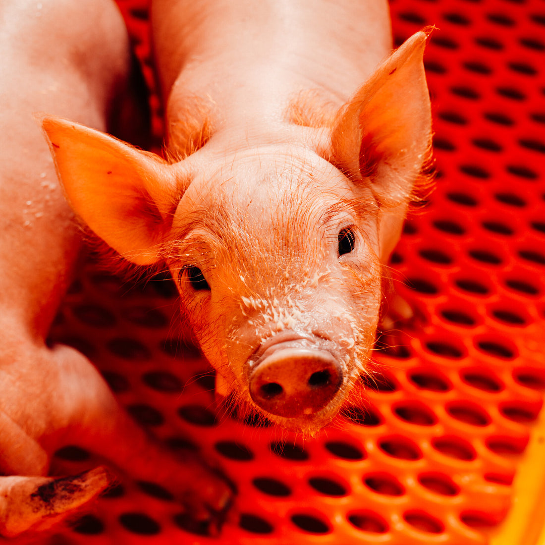 Scientists Grow More Hopeful About Ending a Global Organ Shortage