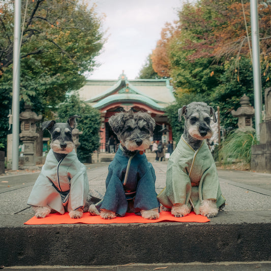 Dogs in Kimonos: Japan Reinvents a Children’s Holiday With Pets in Mind