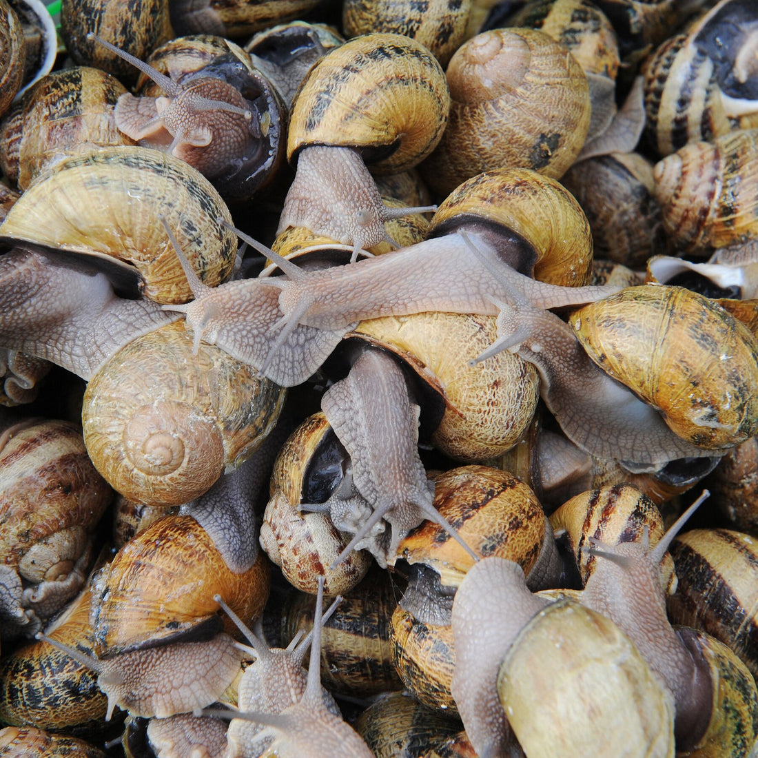 Snail Theft Hits France Before Holiday Rush
