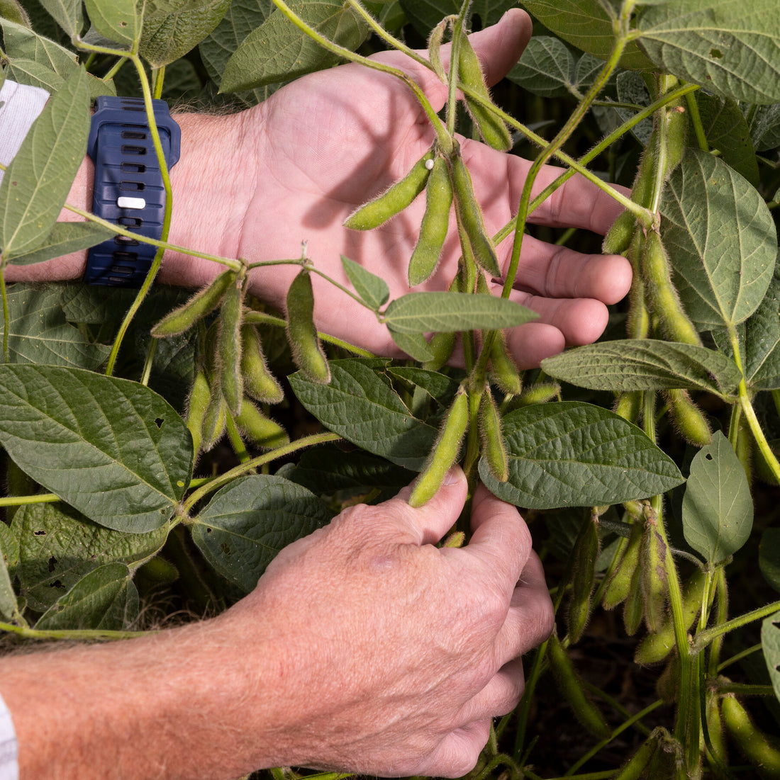 Trump Plans $12 Billion Bailout to Aid Farmers Hit by Tariffs