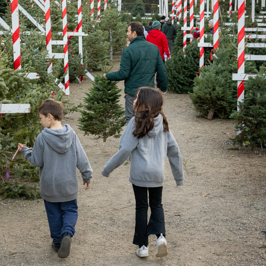 A Guide to Real Christmas Trees, From Fir Trees to Pine Trees