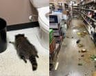 ‘He’s living his best life’: drunk raccoon hit DMV for snacks before liquor store