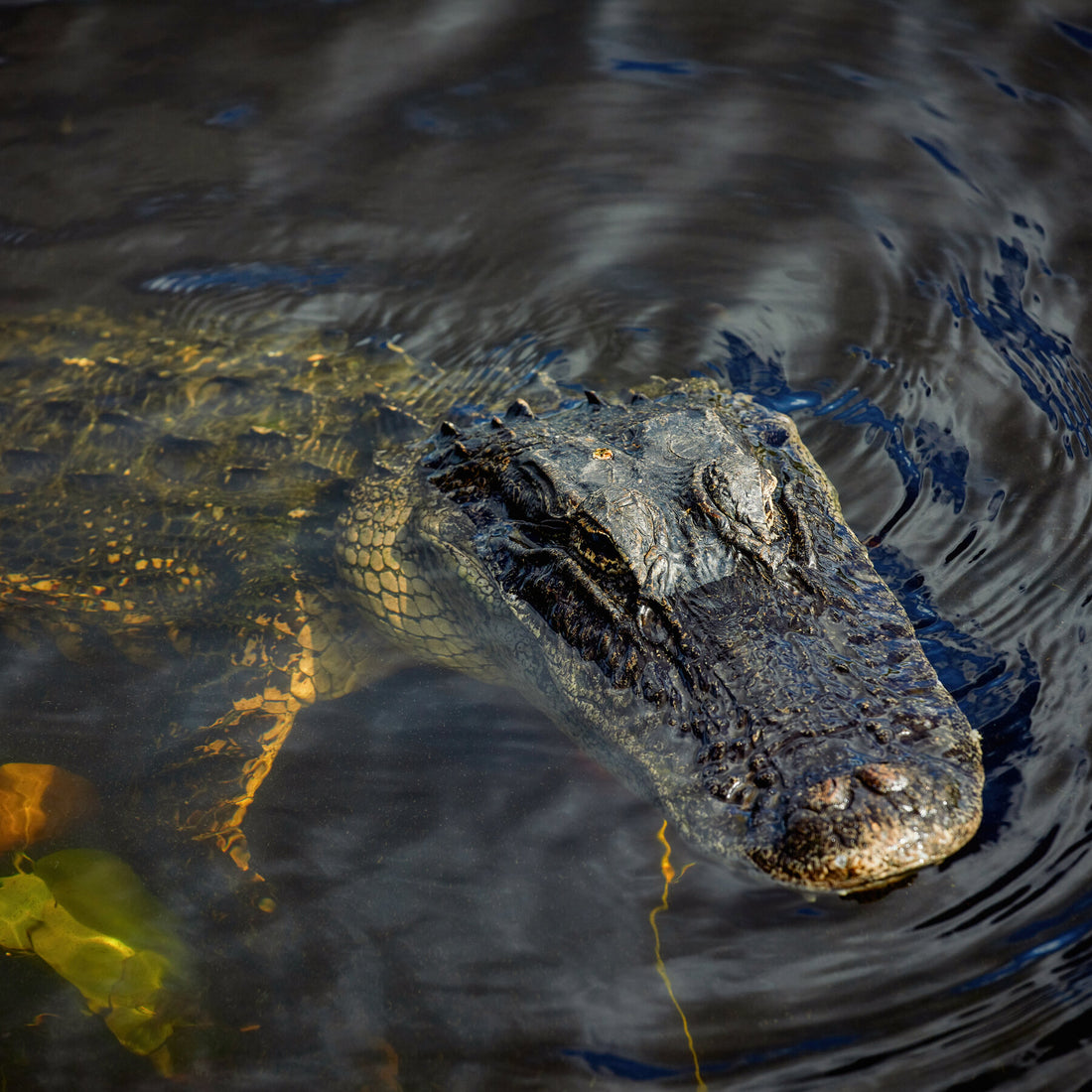 Florida Woman Fights Off Alligator to Save Her Puppy