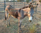 Donkey recovering after latest arrow attack on wild burros in California