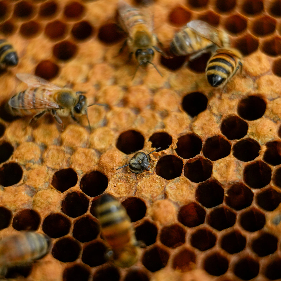 How Bees Engineer Honeycombs on Rough Construction Sites