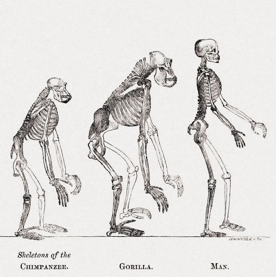 Uncovering the Genes That Let Our Ancestors Walk Upright