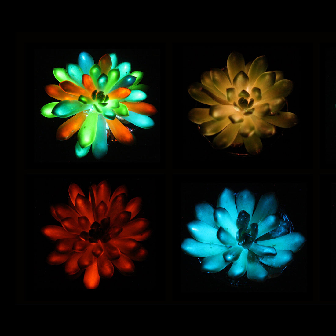 It’s a Night Light. It’s a Plant. It’s a Glowing Succulent.