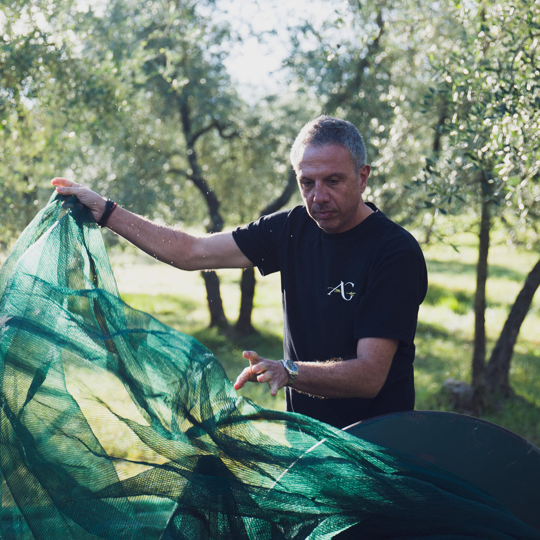 From California to the Mediterranean, Olive Tree Rescuers Restore More Than Oil