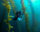 ‘The forgotten forest’: how smashing 5.6m urchins saved a California kelp paradise