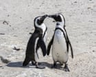 60,000 African penguins starved to death after sardine numbers collapsed – study
