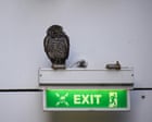 Cruise-ship stowaway owls set for US return after living it up at Spanish resort