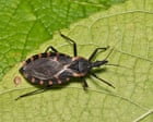 ‘Kissing bug’ disease should be treated as endemic in US, scientists say