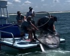 Legal capture of endangered manta ray sparks bipartisan outrage in Florida
