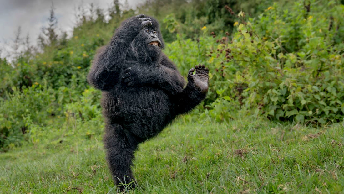 Comedy Wildlife Awards 2025 winners announced — here are the hilarious winning photos