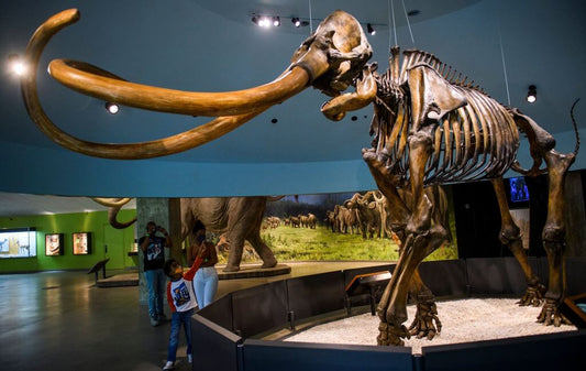 Genetically, Central American mammoths were weird