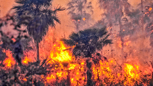 Brazil weakens Amazon protections days after COP30