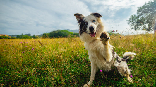 Why is my dog like this? Current DNA tests won’t explain it to you.