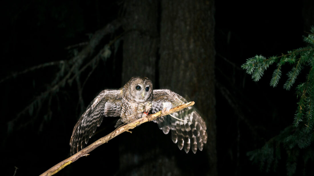 Trump admin dismisses Endangered Species List as “Hotel California”