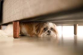 dog experiencing fireworks anxiety being comforted during loud noise