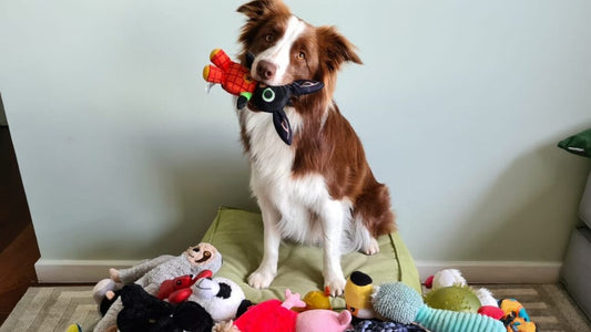 Some dogs can classify their toys by function