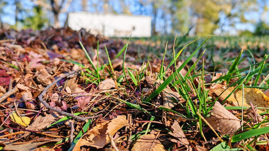 How to Take Care of Your Lawn: Raking Leaves and Other Fall To-Dos Before Winter Arrives