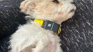 The Ultimate Pet Tech Roundup: CNET’s Pet Owners Tested Every Device to Find the Best