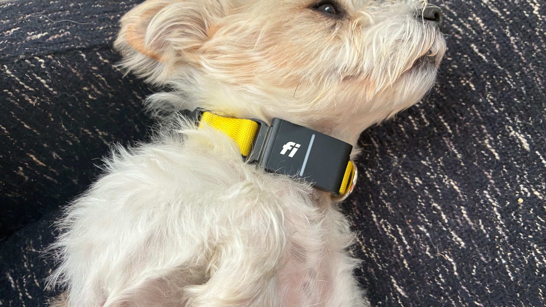 CNET’s Complete Pet Tech Roundup: We Tested Every Device With Our Pets