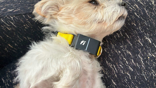 CNET’s Complete Pet Tech Roundup: We Tested Every Device With Our Pets