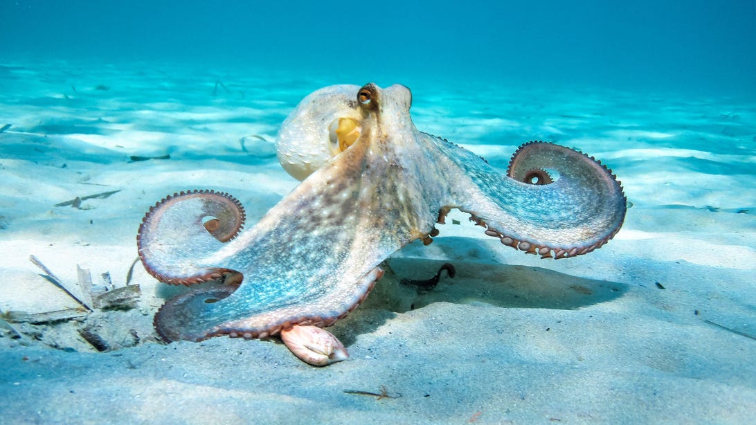 Scientists Develop an Octopus-Like 'Soft Robot' That Can Change Color