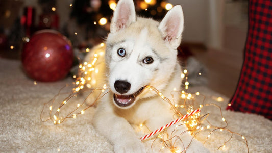 Last Christmas Stresses Your Pets, and So Do These Other Holiday Tunes