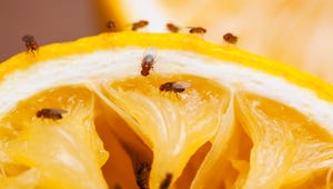 You're About to Host Thanksgiving, and Your Kitchen Is a Fruit Fly Haven. Here's the Fix.