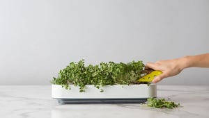 The 9 Best Indoor Smart Gardens You Can Buy in 2025, Tested by CNET Staff