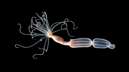 Sea anemone