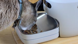 This Automatic Pet Feeder With a Built-In Scale Put My Cat's Health Back on Track