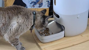My Cat Couldn't Keep Food Down. This Automatic Pet Feeder Changed Everything