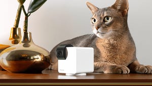 Best Home Pet Cams of 2025: Tested with Our Pets