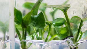 These Houseplants Don't Just Look Good in Dark Rooms -- They Also Clean Your Air