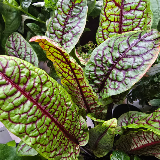 Sorrel (Red Veined) (4x)