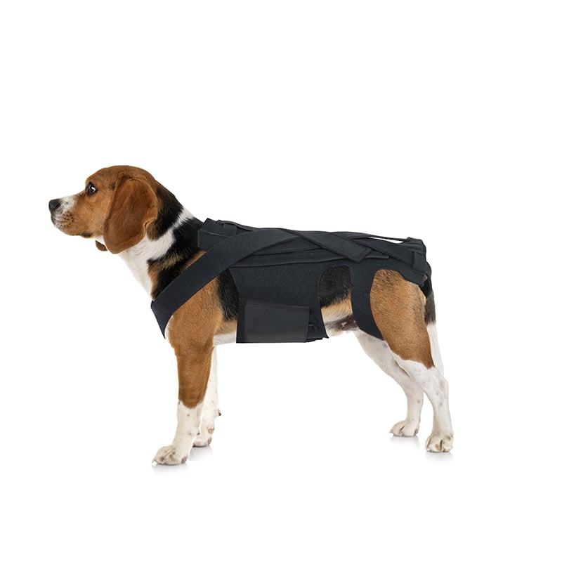 Dog Back Brace for IVDD, Arthritis & Recovery by Anti Spier