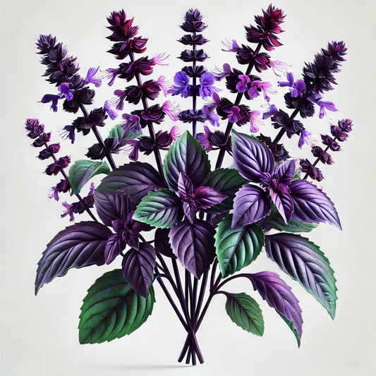 Basil (Aromatto) (4x)