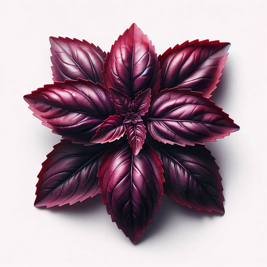 Basil (Red Rubin) (4x)