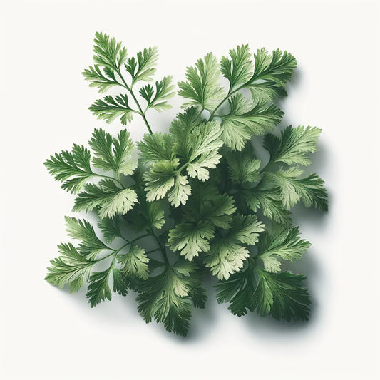 Chervil (Fine Curled) (4x)