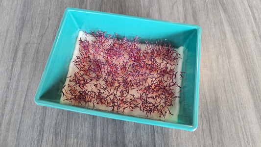 Amaranth (Garnet Red)